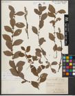 Foto von Salix starkeana Willd.